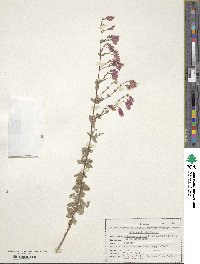 Origanum sipyleum image