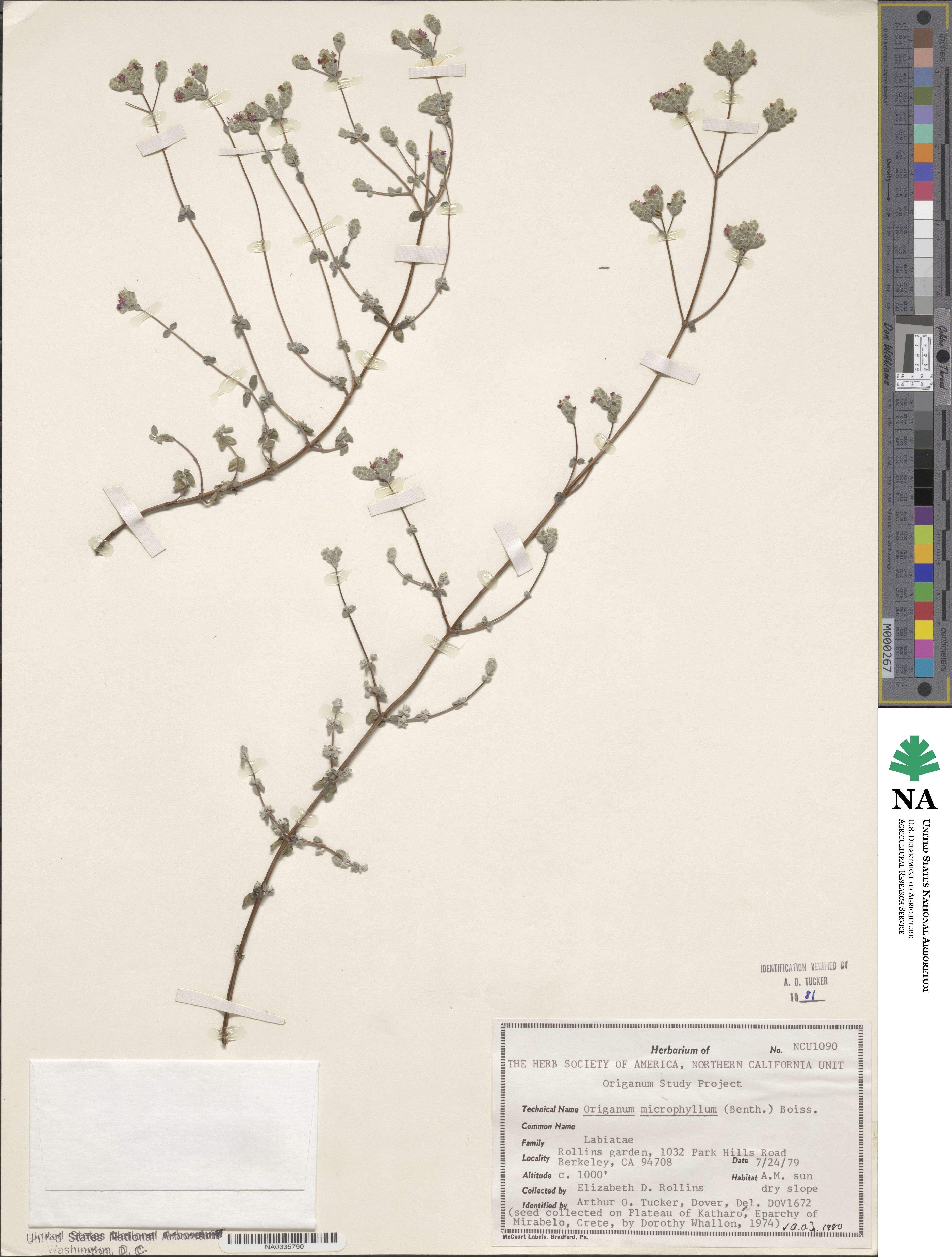 Origanum microphyllum image