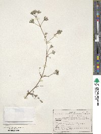 Origanum microphyllum image