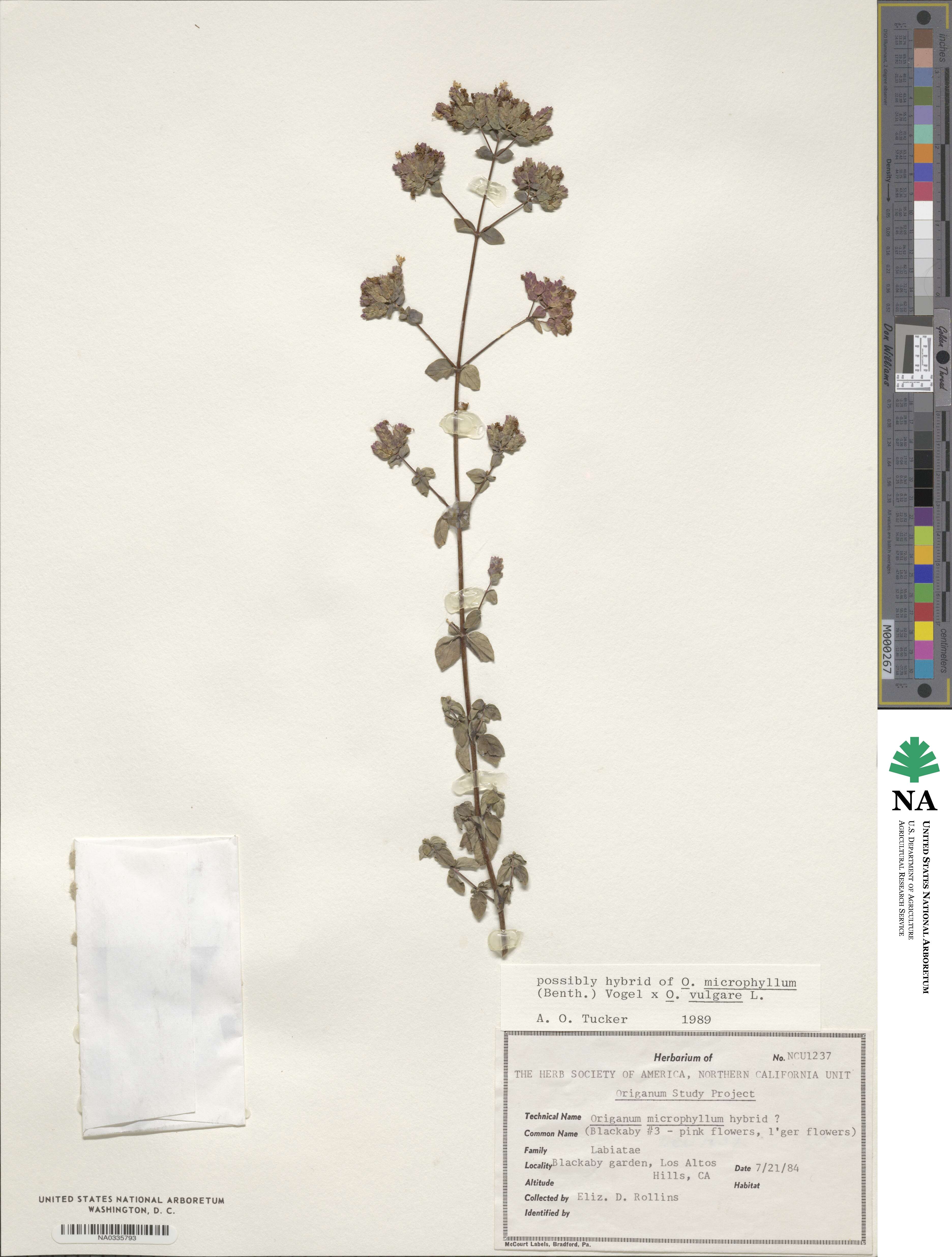 Origanum microphyllum image