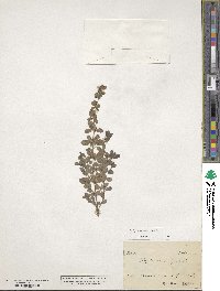 Origanum majorana image