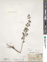 Origanum majorana image