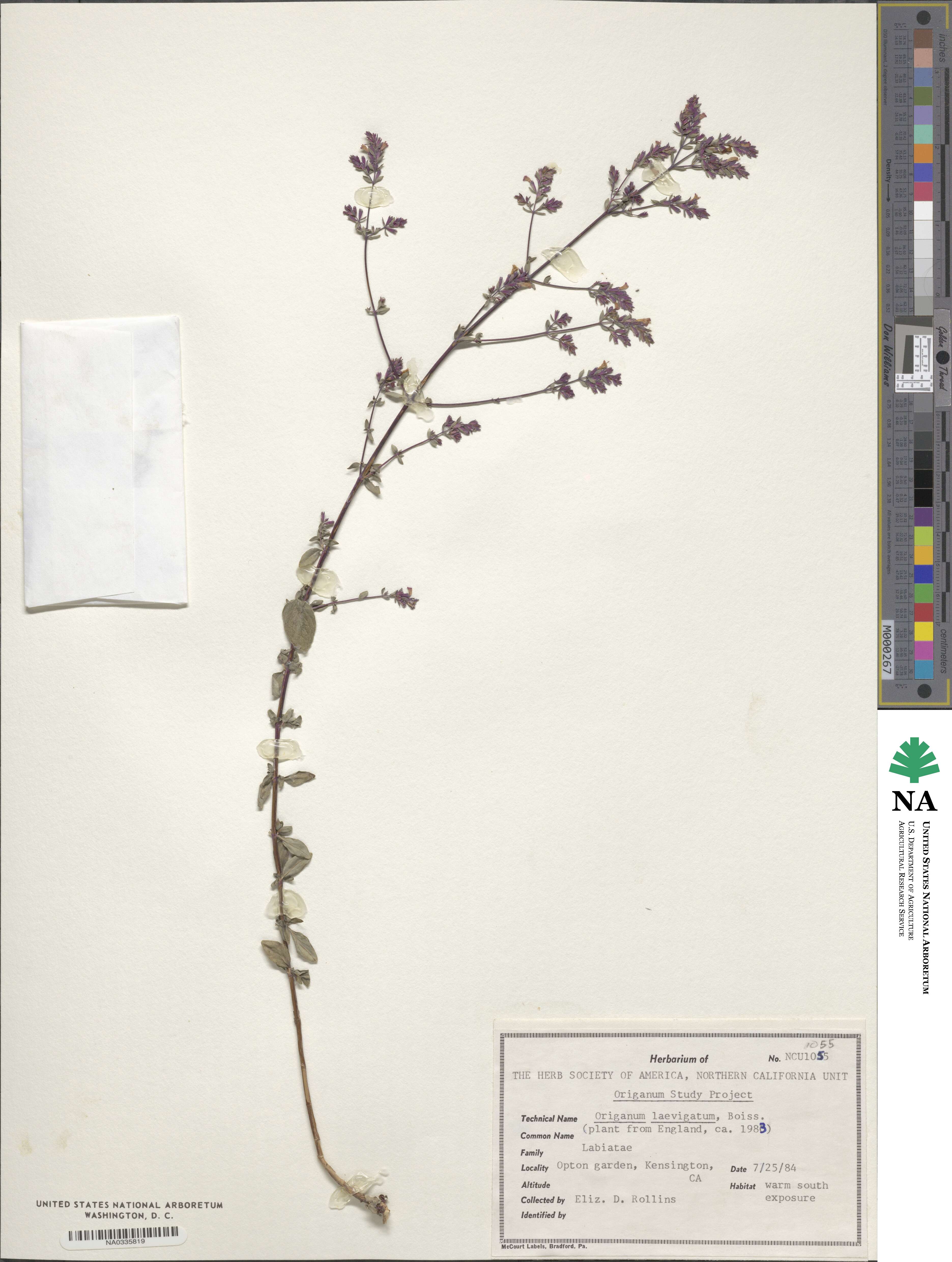 Origanum laevigatum image