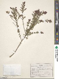 Origanum laevigatum image