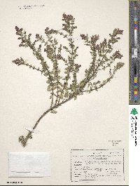 Origanum laevigatum image