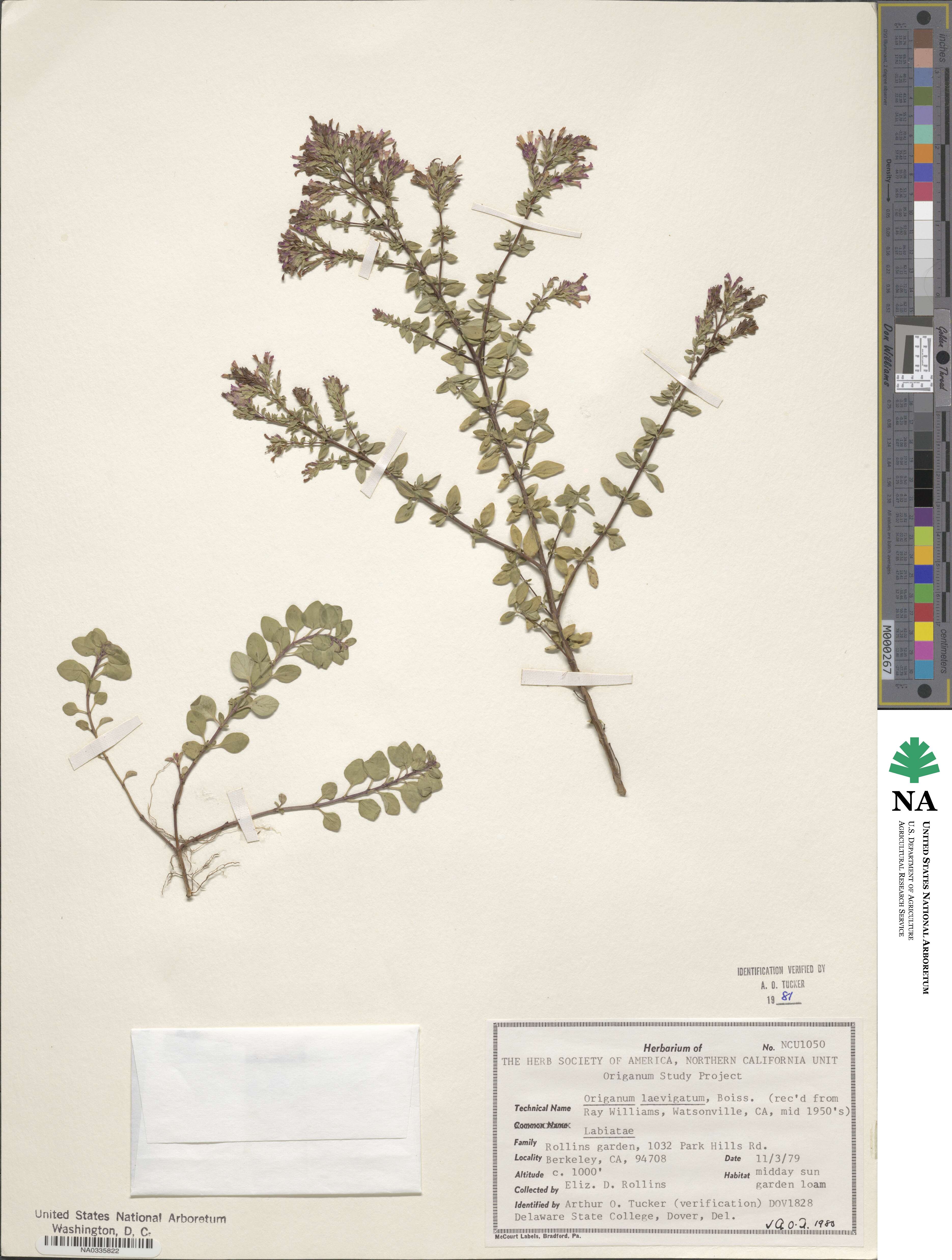 Origanum laevigatum image