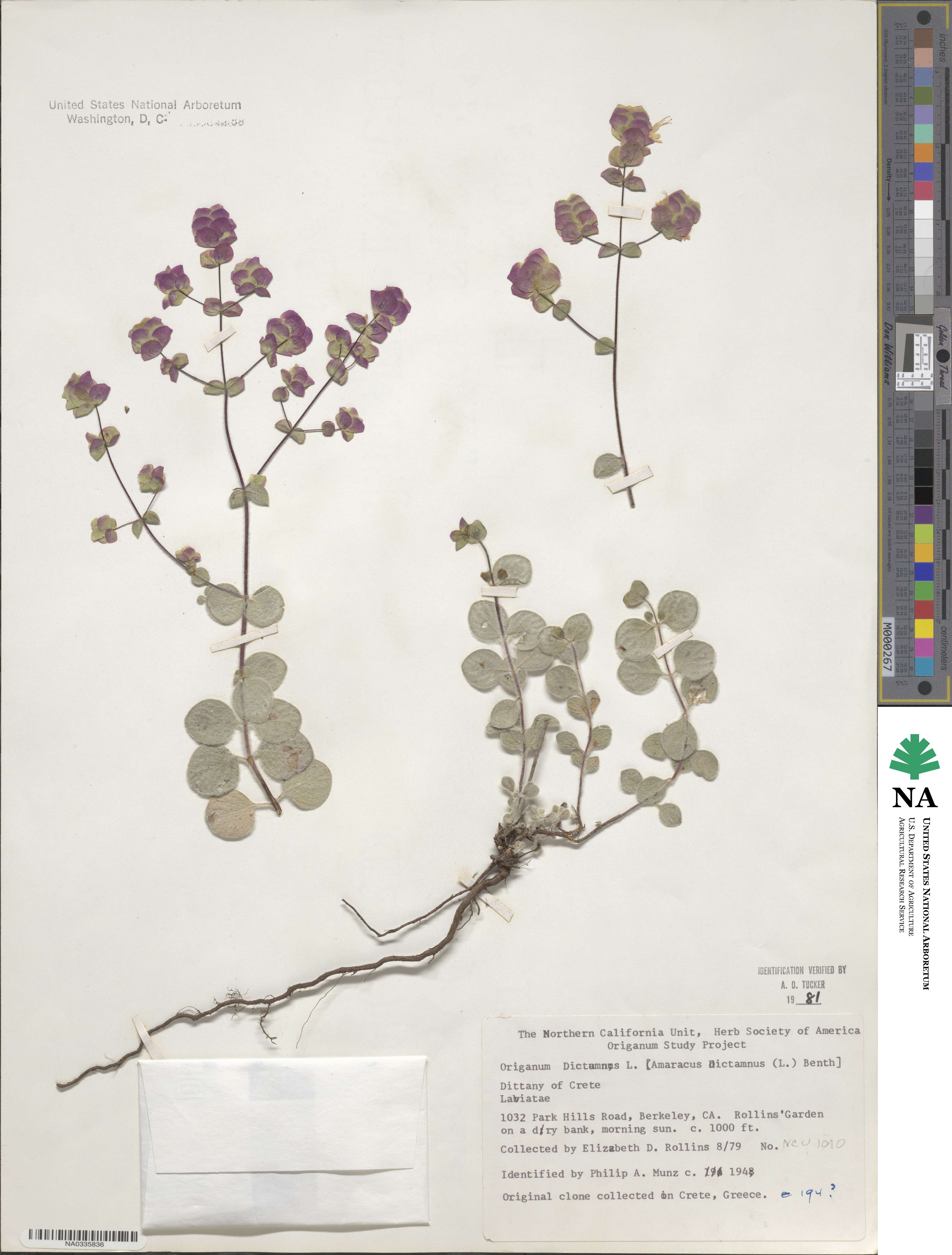 Origanum dictamnus image