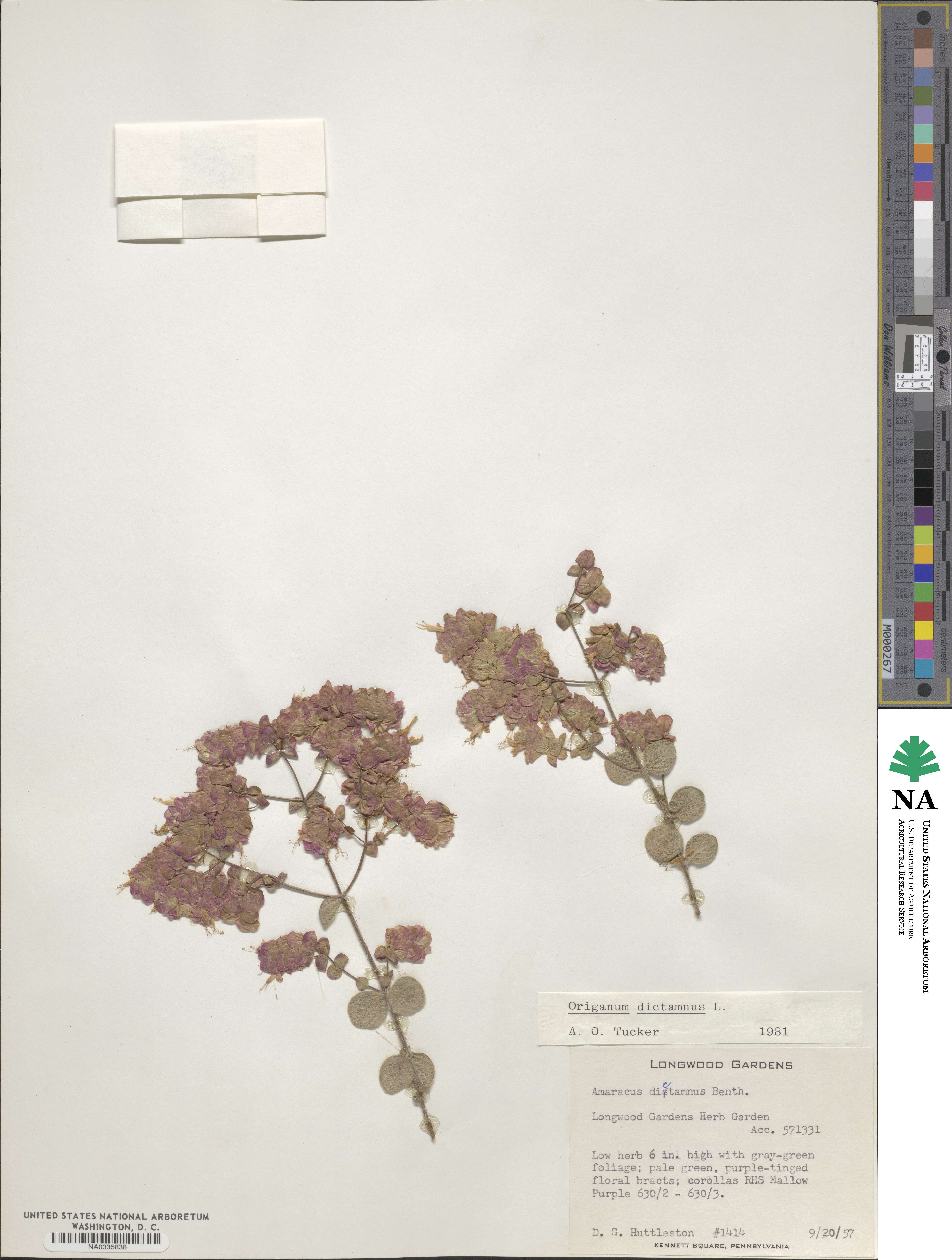 Origanum dictamnus image