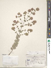 Origanum calcaratum image