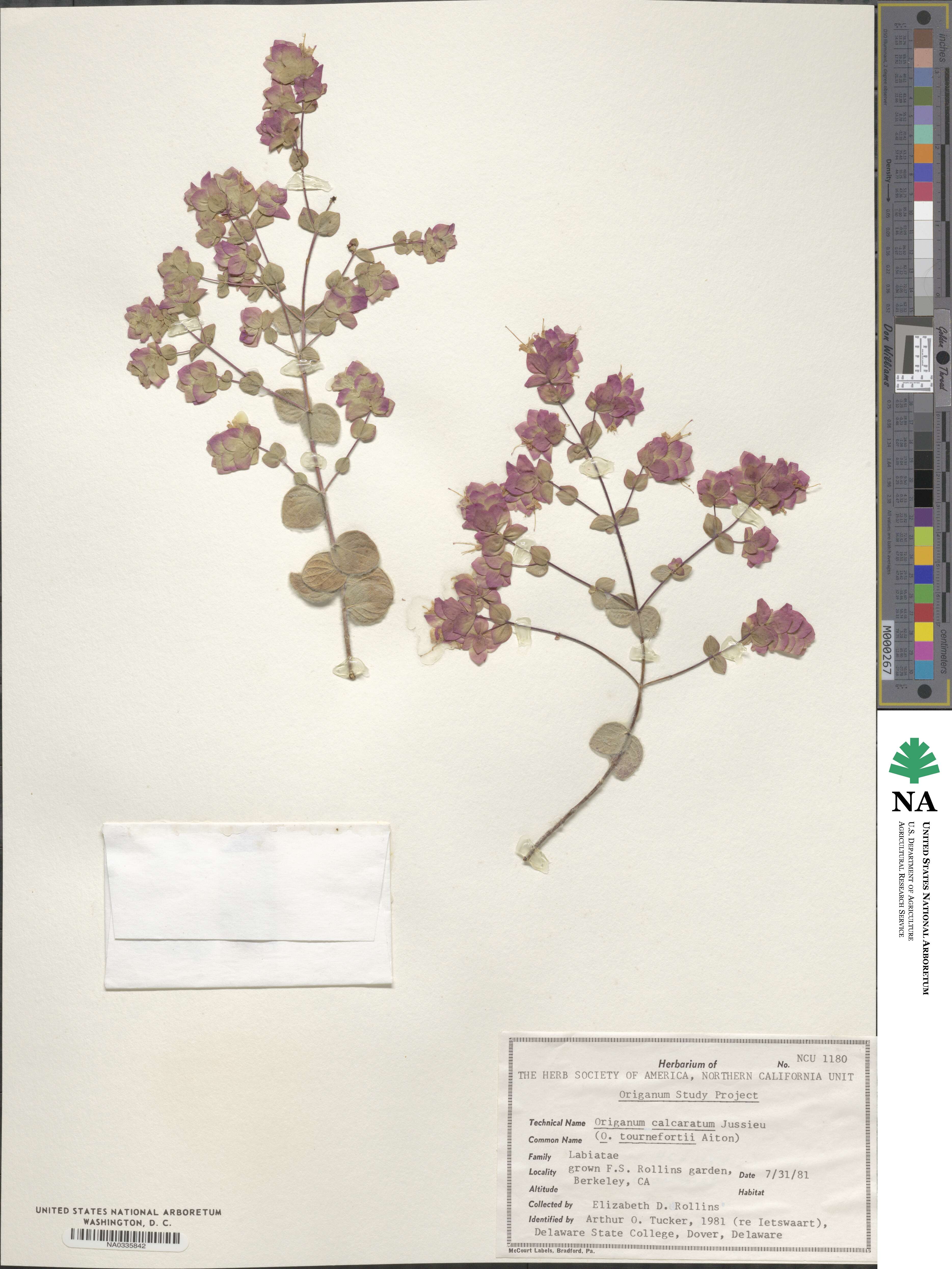 Origanum calcaratum image