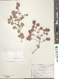 Origanum calcaratum image