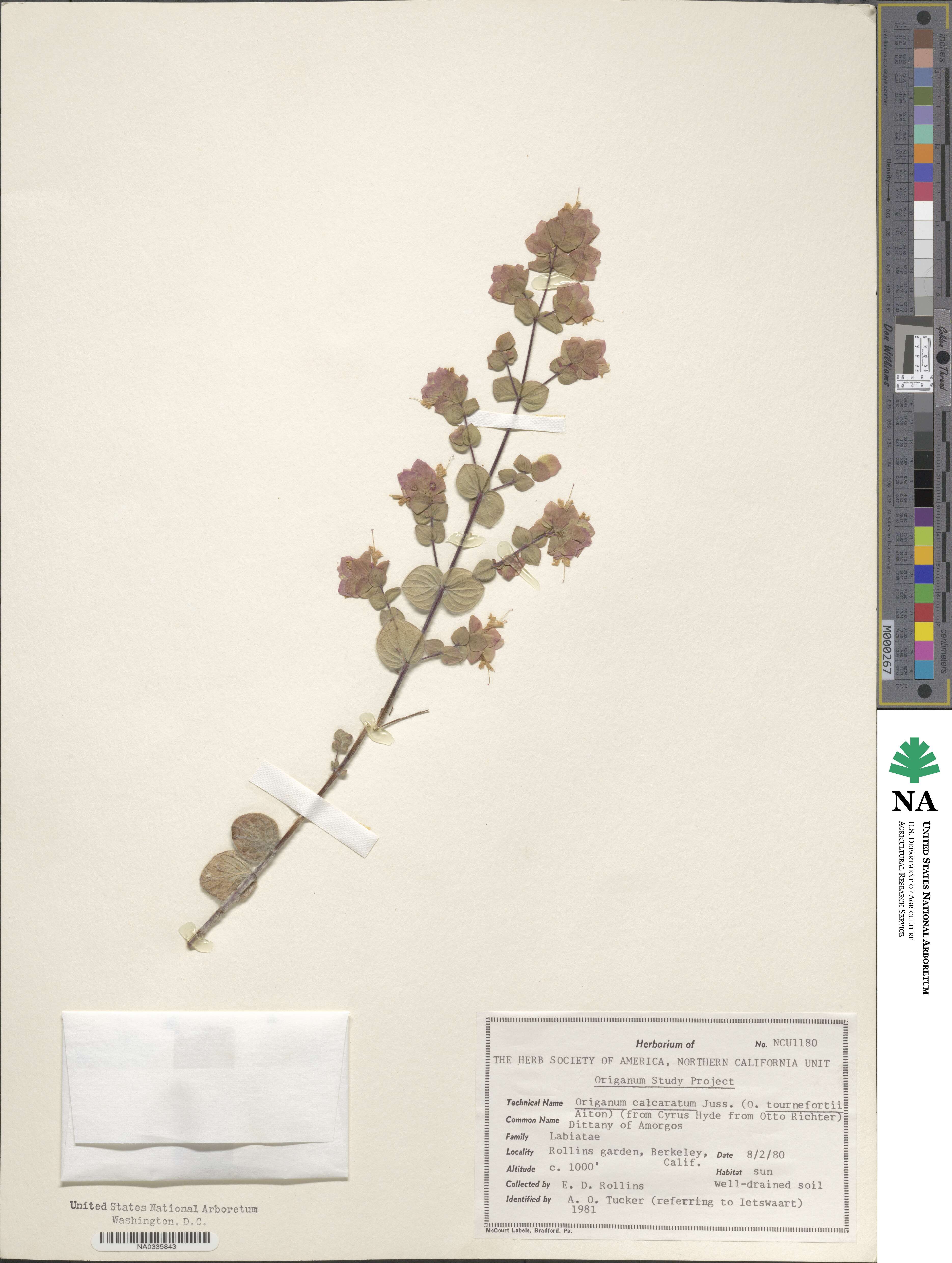 Origanum calcaratum image