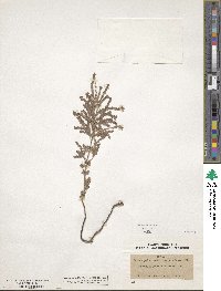 Image of Origanum floribundum