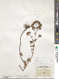 Origanum vulgare image