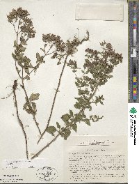 Origanum vulgare subsp. vulgare image