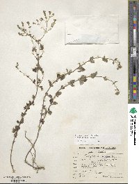 Origanum vulgare subsp. viridulum image