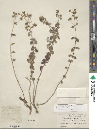 Origanum vulgare image