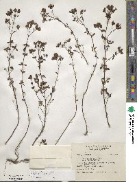 Origanum vulgare image