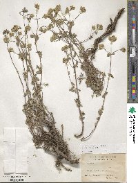 Origanum vulgare image