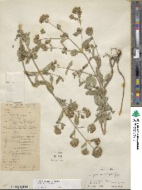 Origanum vulgare subsp. viridulum image