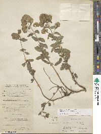 Origanum vulgare subsp. viridulum image