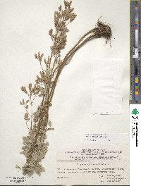 Origanum vulgare image