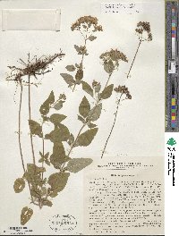 Origanum vulgare subsp. gracile image