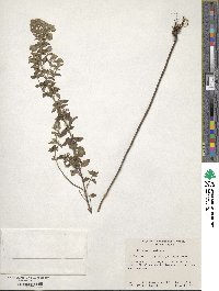 Origanum vulgare image