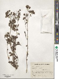 Origanum vulgare image