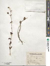 Origanum vulgare image