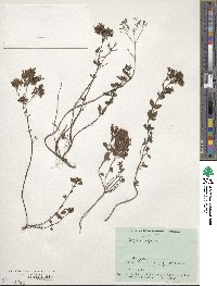 Origanum vulgare image