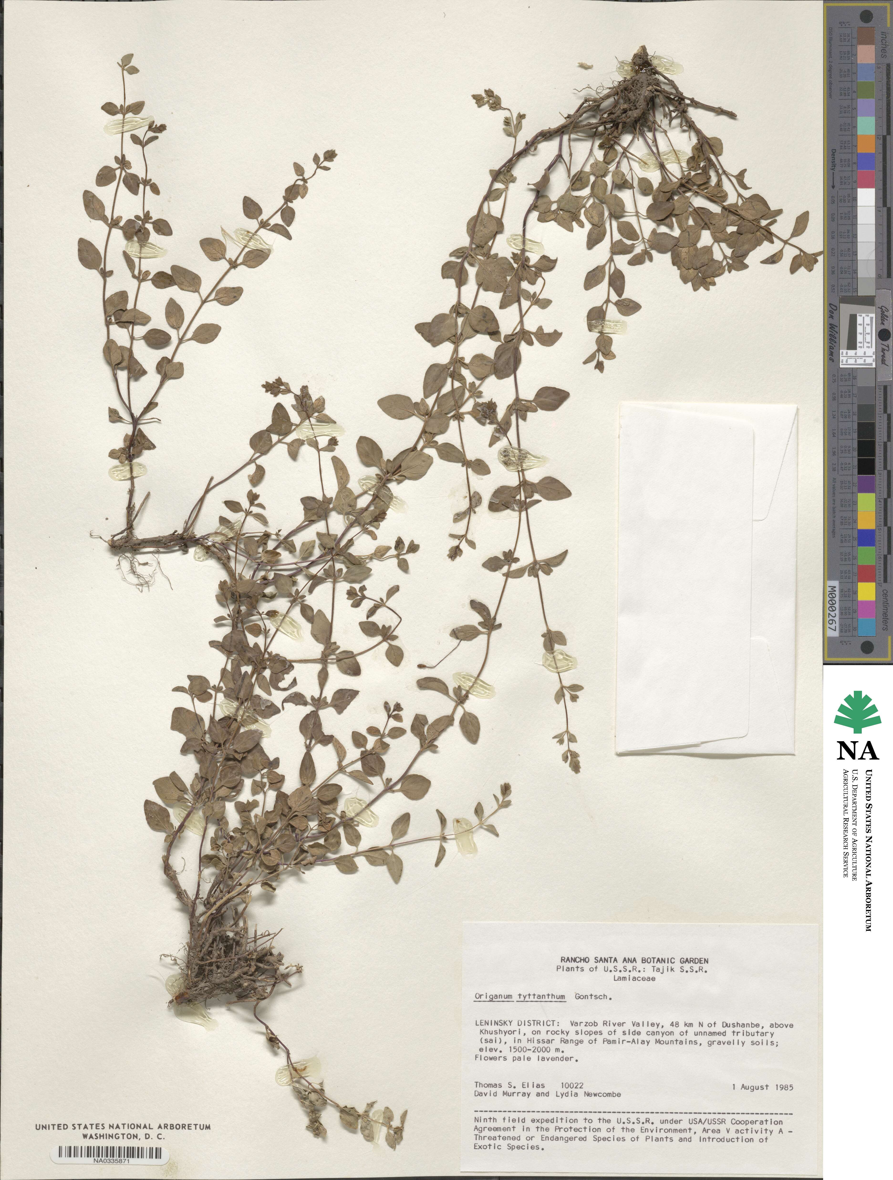 Origanum vulgare subsp. gracile image