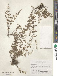 Origanum vulgare image