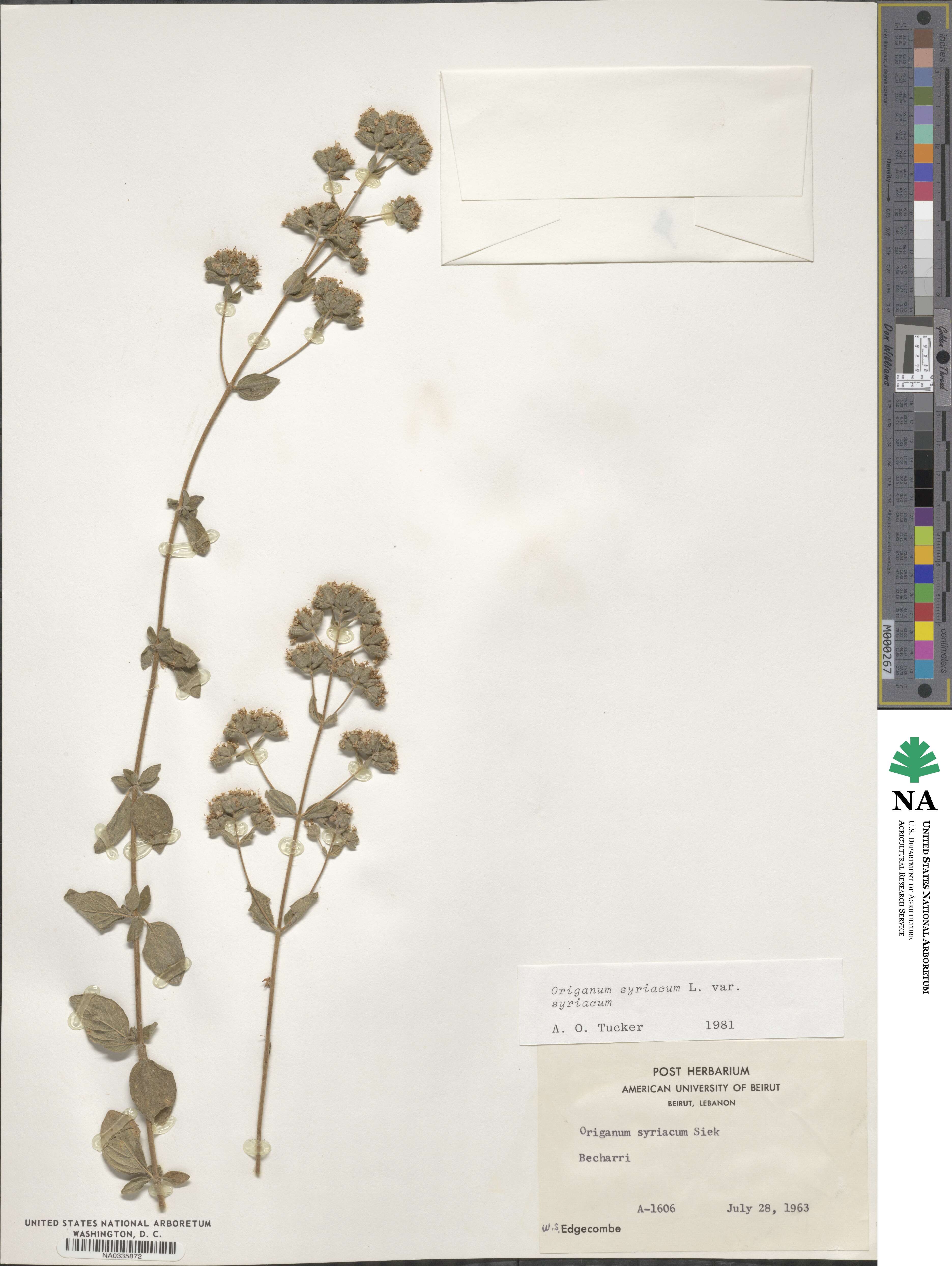 Origanum syriacum image