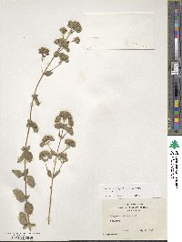 Origanum syriacum image