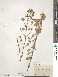 Origanum syriacum image