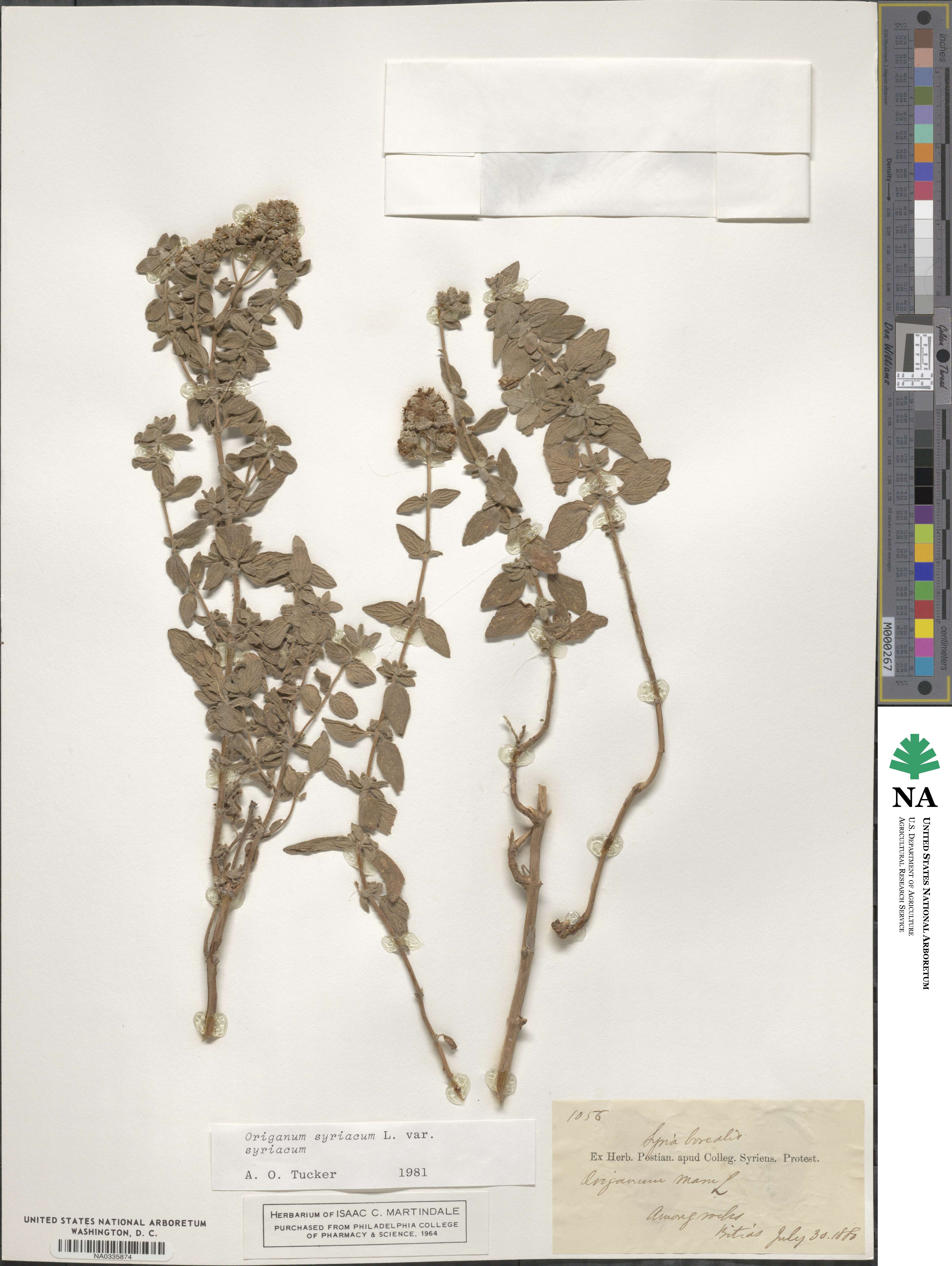 Origanum syriacum subsp. syriacum image