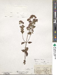 Origanum vulgare image