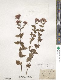 Origanum vulgare image