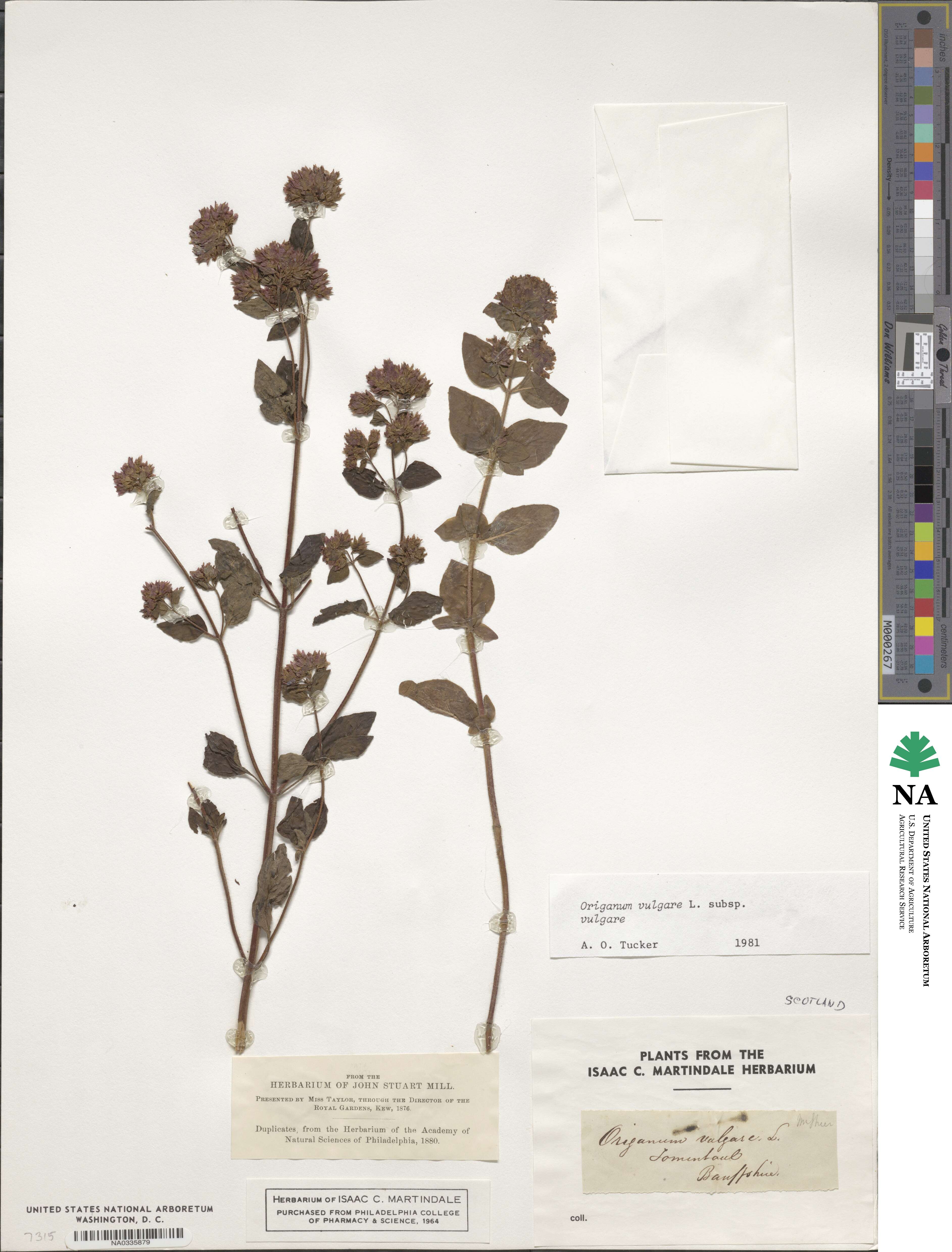 Origanum vulgare subsp. vulgare image