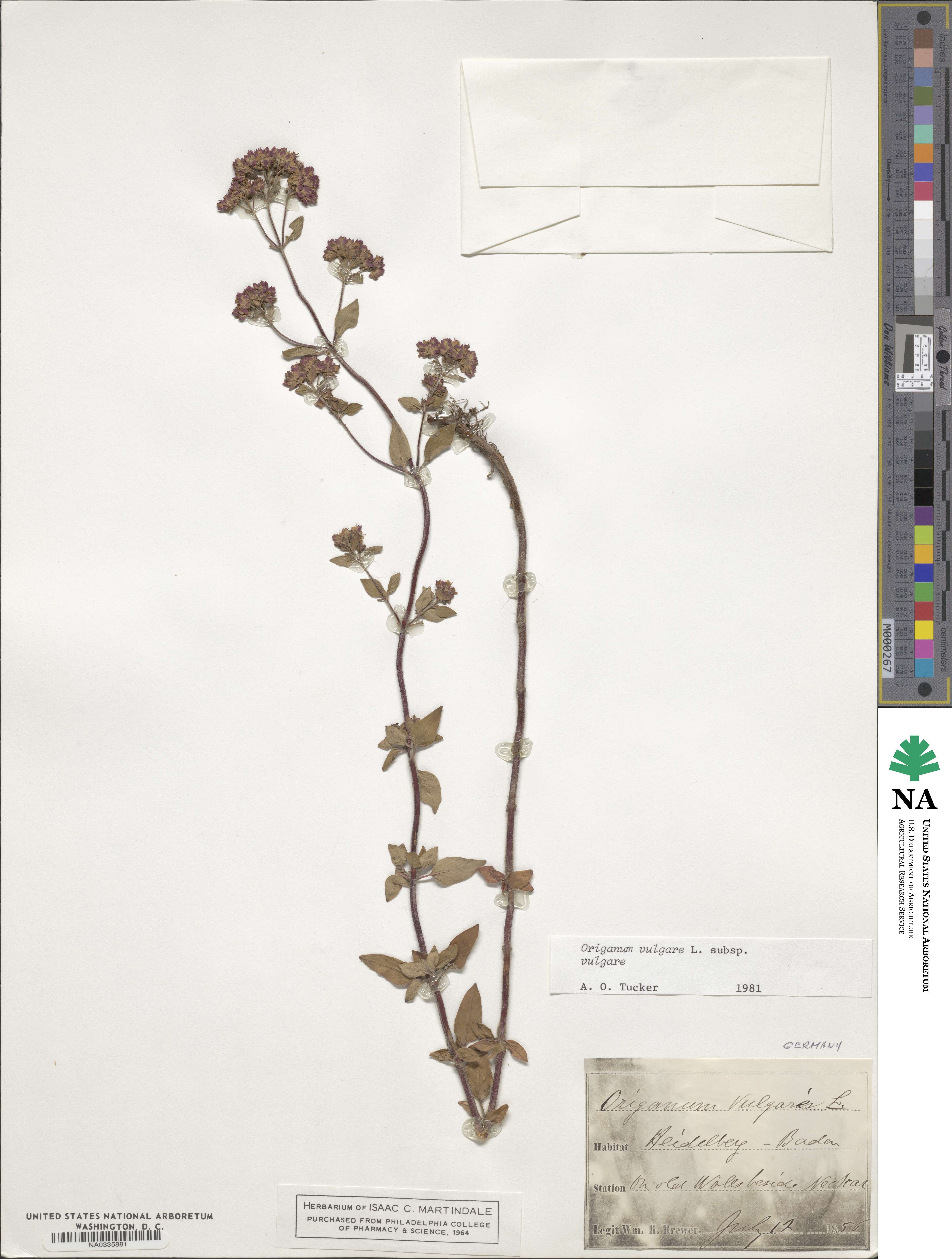 Origanum vulgare subsp. vulgare image