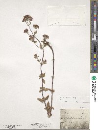 Origanum vulgare subsp. vulgare image