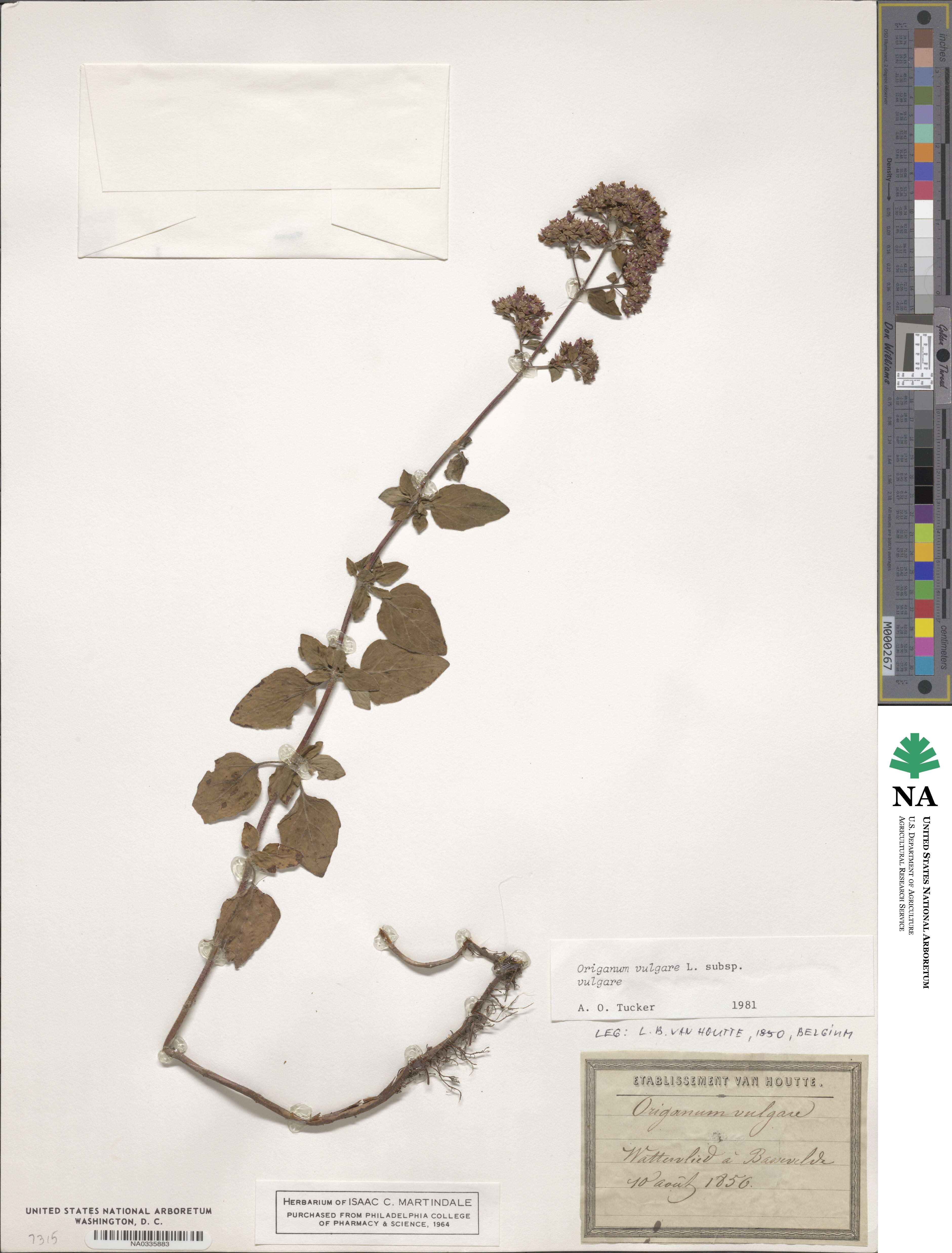 Origanum image