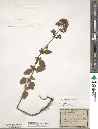 Origanum vulgare subsp. vulgare image