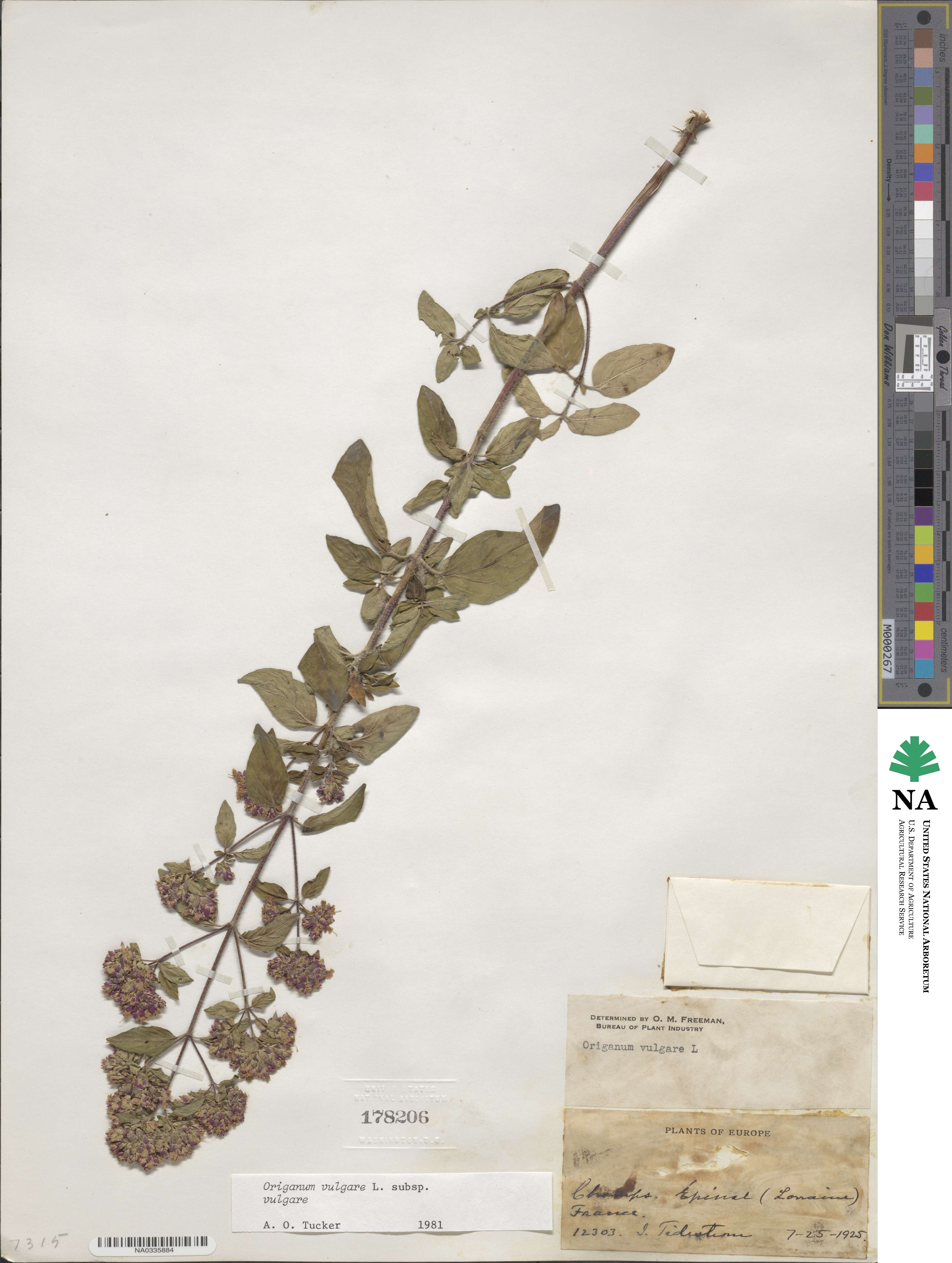 Origanum image