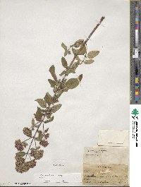 Origanum vulgare subsp. vulgare image