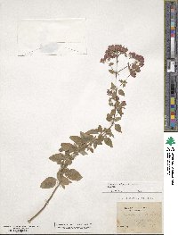 Origanum vulgare subsp. vulgare image