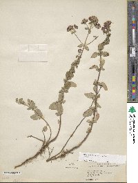 Origanum vulgare image