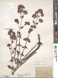 Origanum vulgare subsp. vulgare image