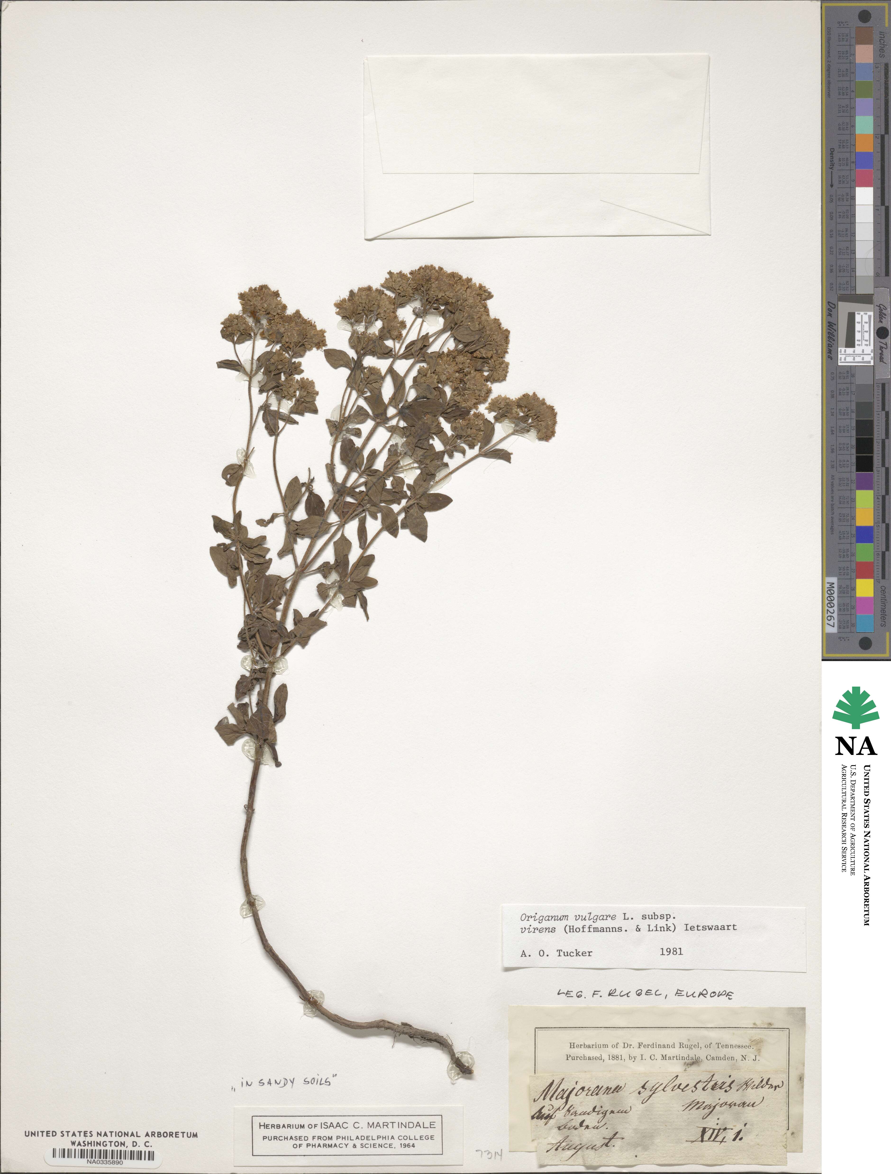 Origanum vulgare subsp. virens image